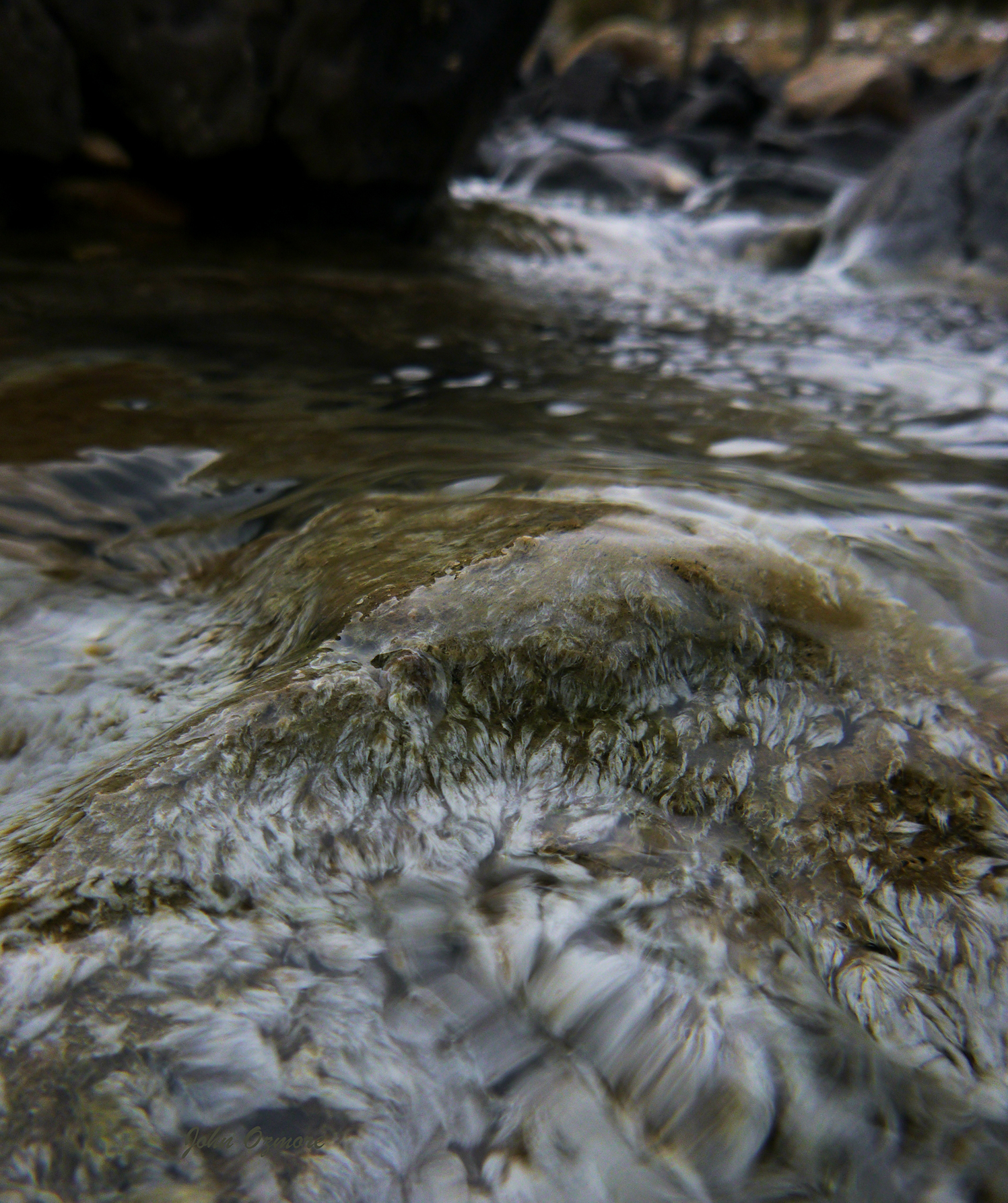 Thermal Algae in Yellowstone River